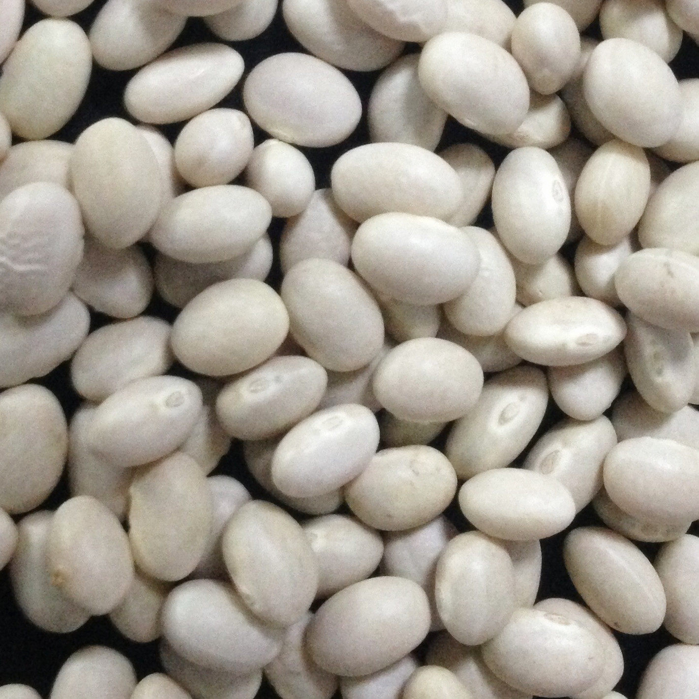 Navy White Kidney Beans 海军白芸豆